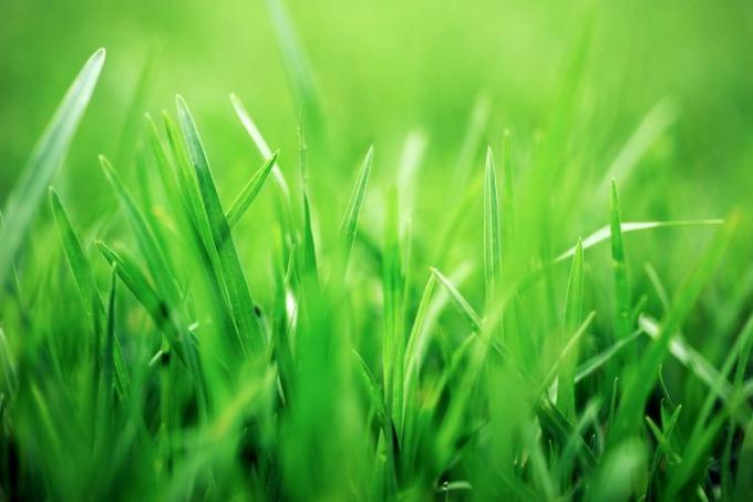 geriausias laikas sodinti-žolės-sėklas-tikras paprastas-GettyImages-520320076