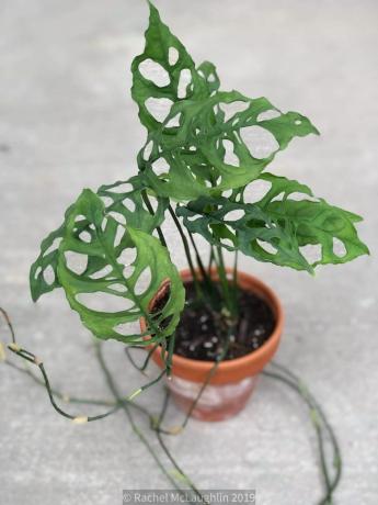 Monstera Olbiqua (Peru forma)